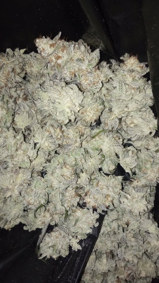 Daily Grape Flower 25 THC 2.75 terps 🔥 Oklahomas B2B Cannabis